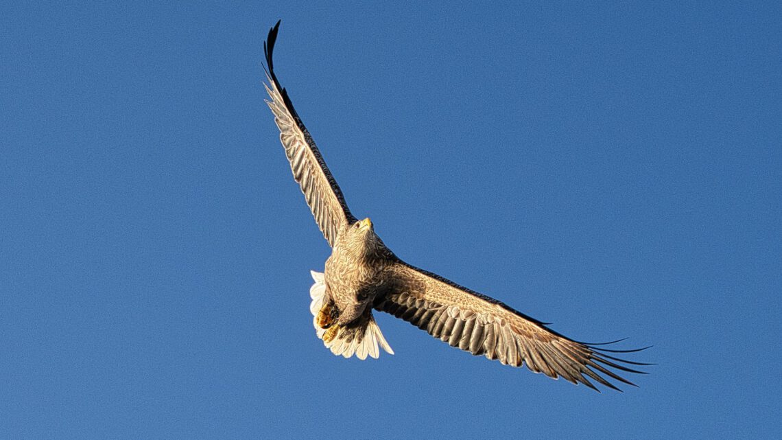 12. Februar, Seeadlersafari